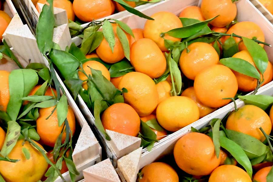 Citrus Fruit Transport in Australia
